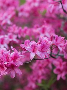 Preview wallpaper azalea, flowers, branch, pink, spring