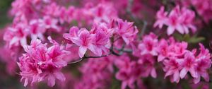 Preview wallpaper azalea, flowers, branch, pink, spring