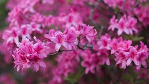 Preview wallpaper azalea, flowers, branch, pink, spring