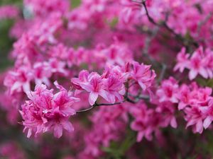Preview wallpaper azalea, flowers, branch, pink, spring