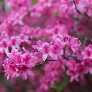 Preview wallpaper azalea, flowers, branch, pink, spring
