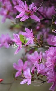 Preview wallpaper azalea, flowers, branches, purple, bloom, spring