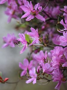 Preview wallpaper azalea, flowers, branches, purple, bloom, spring