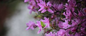 Preview wallpaper azalea, flowers, branches, purple, bloom, spring