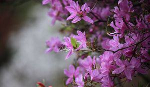 Preview wallpaper azalea, flowers, branches, purple, bloom, spring