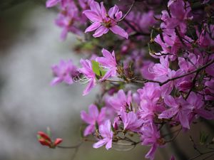 Preview wallpaper azalea, flowers, branches, purple, bloom, spring