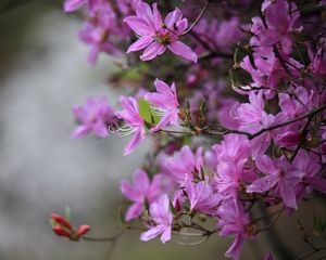 Preview wallpaper azalea, flowers, branches, purple, bloom, spring
