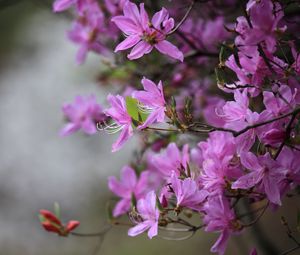 Preview wallpaper azalea, flowers, branches, purple, bloom, spring