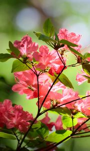 Preview wallpaper azalea, flowers, branches, leaves