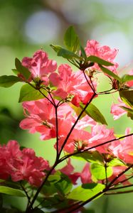 Preview wallpaper azalea, flowers, branches, leaves