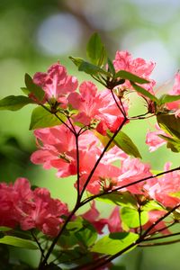 Preview wallpaper azalea, flowers, branches, leaves