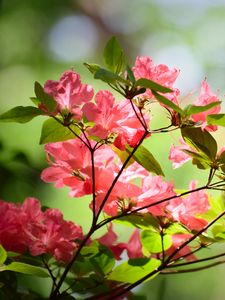 Preview wallpaper azalea, flowers, branches, leaves