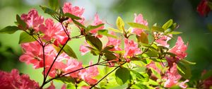 Preview wallpaper azalea, flowers, branches, leaves