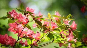 Preview wallpaper azalea, flowers, branches, leaves