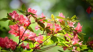 Preview wallpaper azalea, flowers, branches, leaves