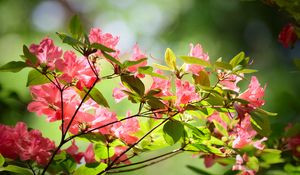 Preview wallpaper azalea, flowers, branches, leaves
