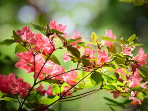 Preview wallpaper azalea, flowers, branches, leaves