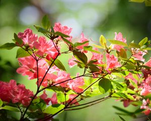Preview wallpaper azalea, flowers, branches, leaves