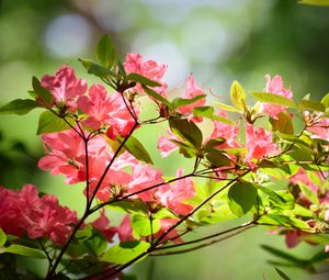 Preview wallpaper azalea, flowers, branches, leaves