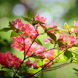 Preview wallpaper azalea, flowers, branches, leaves