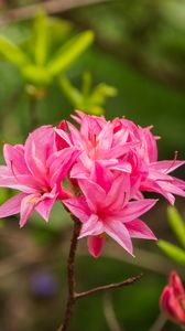 Preview wallpaper azalea, flowers, inflorescence, pink, spring