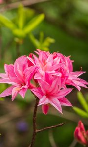 Preview wallpaper azalea, flowers, inflorescence, pink, spring