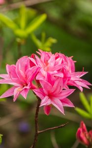Preview wallpaper azalea, flowers, inflorescence, pink, spring