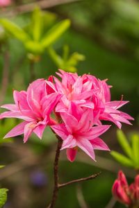 Preview wallpaper azalea, flowers, inflorescence, pink, spring