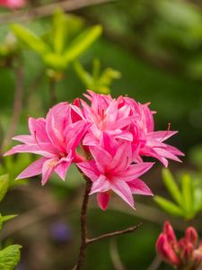 Preview wallpaper azalea, flowers, inflorescence, pink, spring