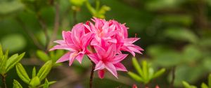 Preview wallpaper azalea, flowers, inflorescence, pink, spring