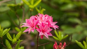 Preview wallpaper azalea, flowers, inflorescence, pink, spring