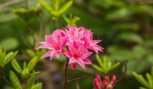 Preview wallpaper azalea, flowers, inflorescence, pink, spring