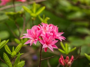 Preview wallpaper azalea, flowers, inflorescence, pink, spring