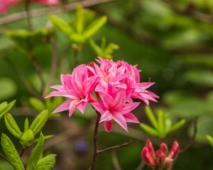 Preview wallpaper azalea, flowers, inflorescence, pink, spring