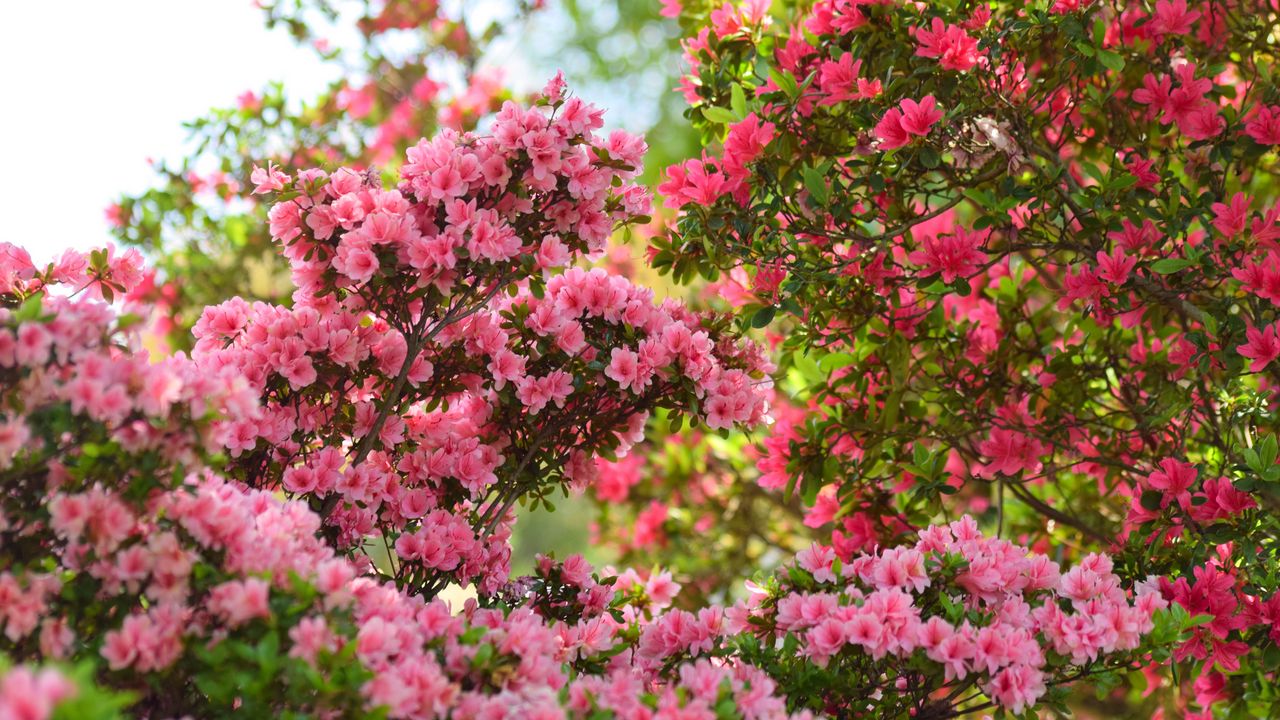 Wallpaper azalea, flowers, leaves, pink