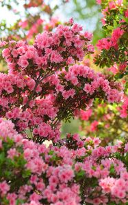 Preview wallpaper azalea, flowers, leaves, pink