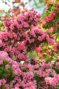 Preview wallpaper azalea, flowers, leaves, pink