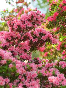 Preview wallpaper azalea, flowers, leaves, pink