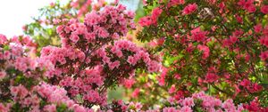 Preview wallpaper azalea, flowers, leaves, pink