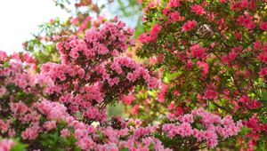 Preview wallpaper azalea, flowers, leaves, pink