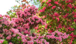 Preview wallpaper azalea, flowers, leaves, pink