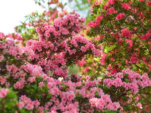 Preview wallpaper azalea, flowers, leaves, pink