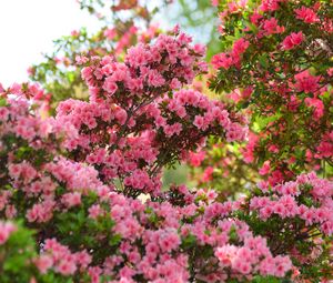 Preview wallpaper azalea, flowers, leaves, pink