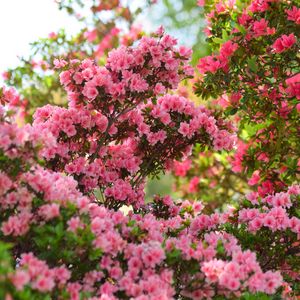 Preview wallpaper azalea, flowers, leaves, pink