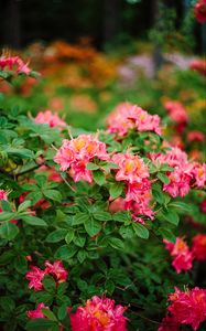 Preview wallpaper azalea, flowers, leaves, pink, spring