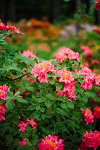 Preview wallpaper azalea, flowers, leaves, pink, spring