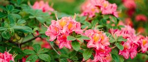 Preview wallpaper azalea, flowers, leaves, pink, spring