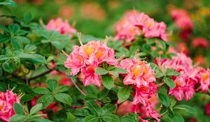 Preview wallpaper azalea, flowers, leaves, pink, spring
