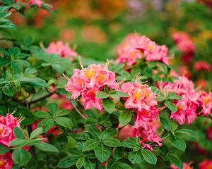 Preview wallpaper azalea, flowers, leaves, pink, spring
