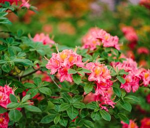 Preview wallpaper azalea, flowers, leaves, pink, spring